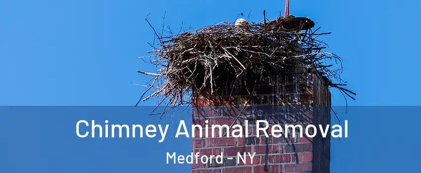  Chimney Animal Removal Medford - NY