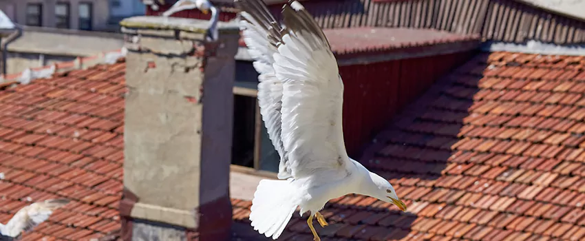Residential Chimney Animal Removal Solution in Medford, NY