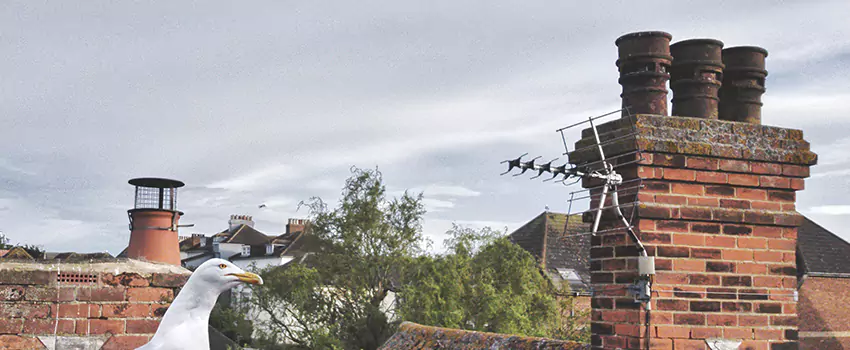 Chimney Cleaning And Restoration in Medford, New York
